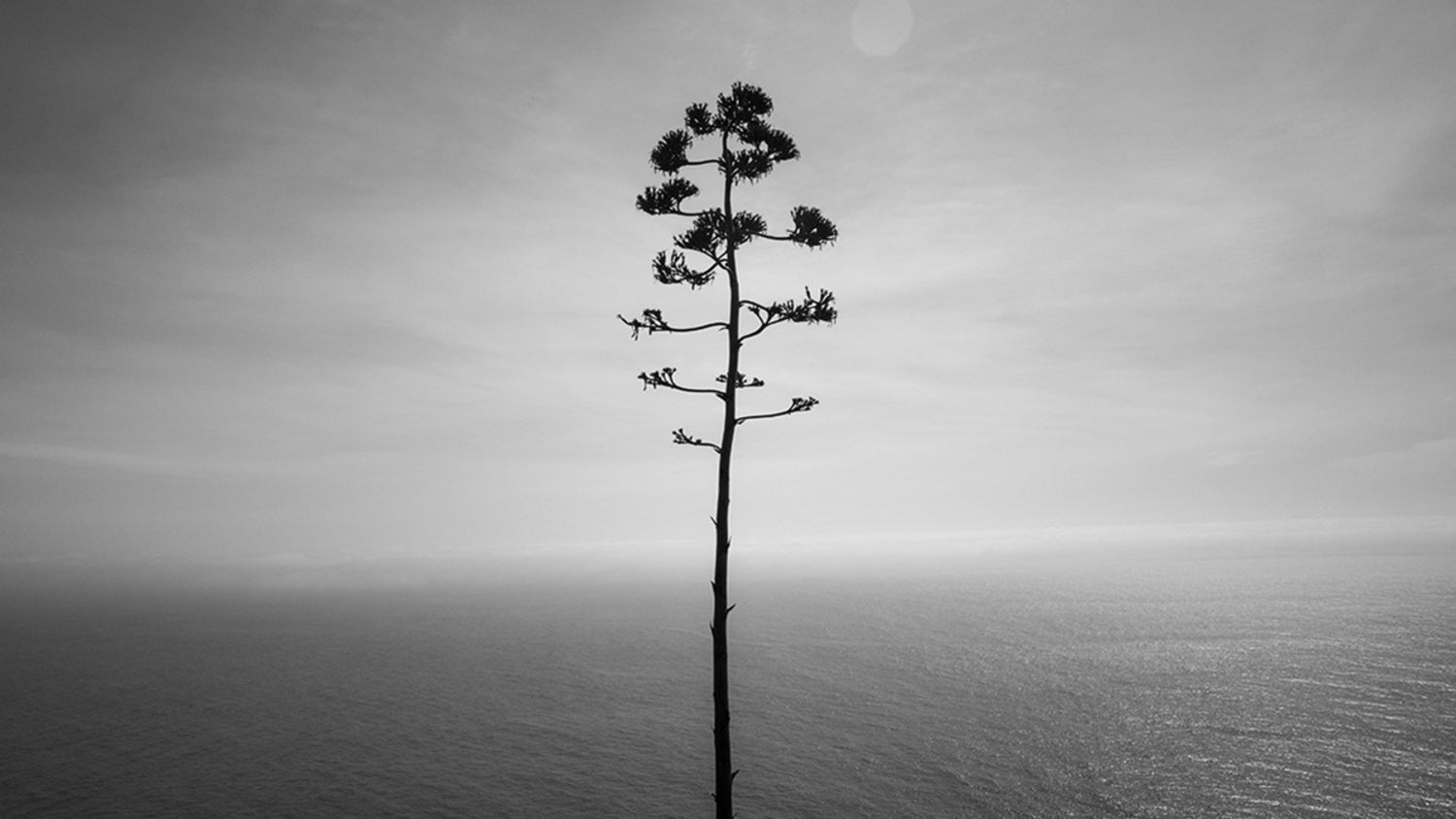 Sardar Farrokhi (Sometimes I think the only thing that kept me from you was my beating heart 3/11)