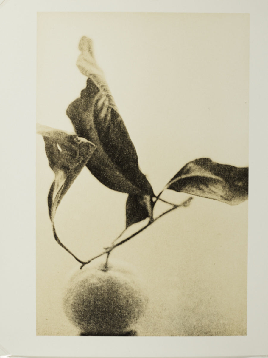 Untitled - Scattered Series