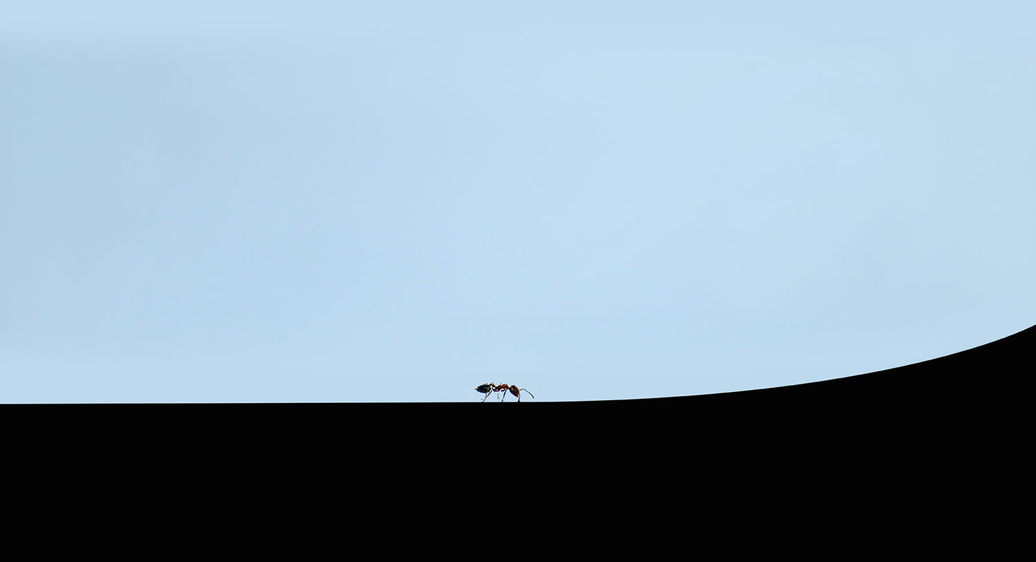 ANTS #6