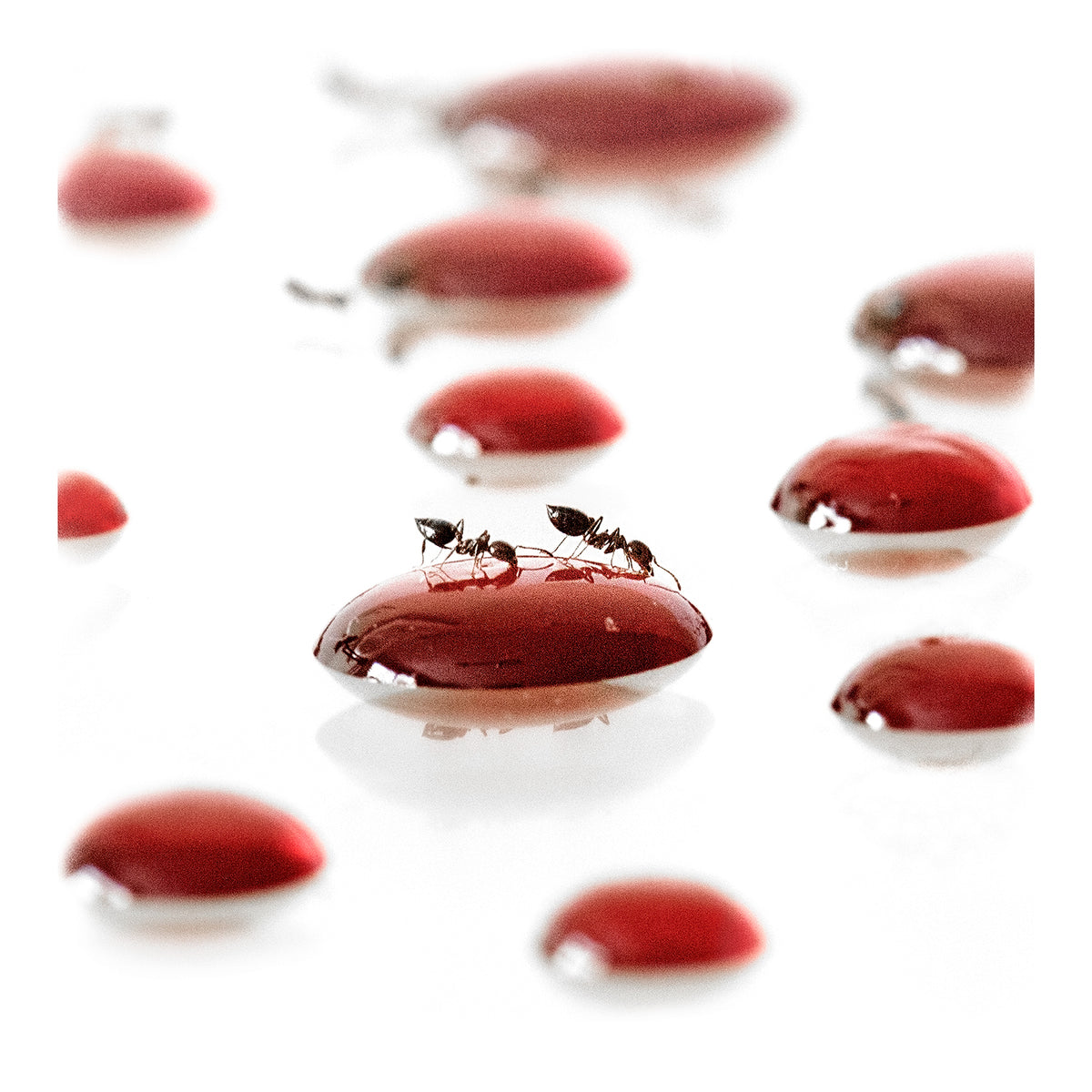 ANTS #3