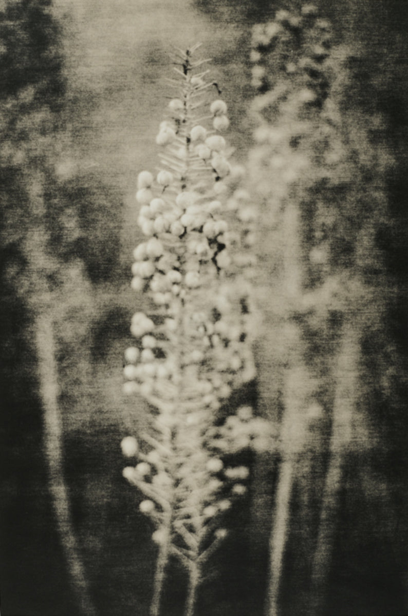 Music Garden - Scattered Series