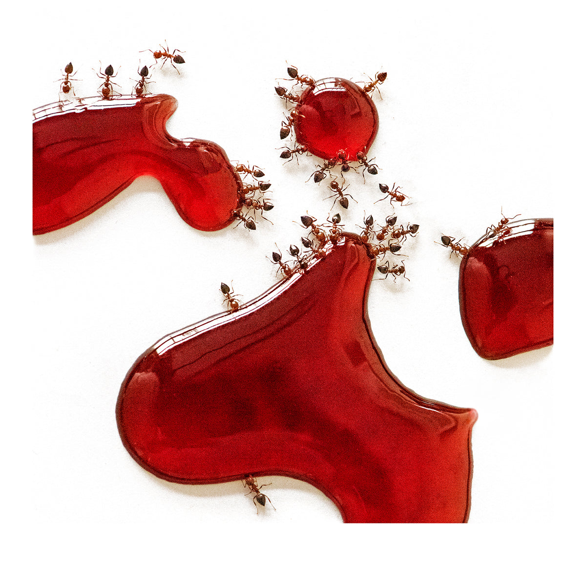 ANTS #2