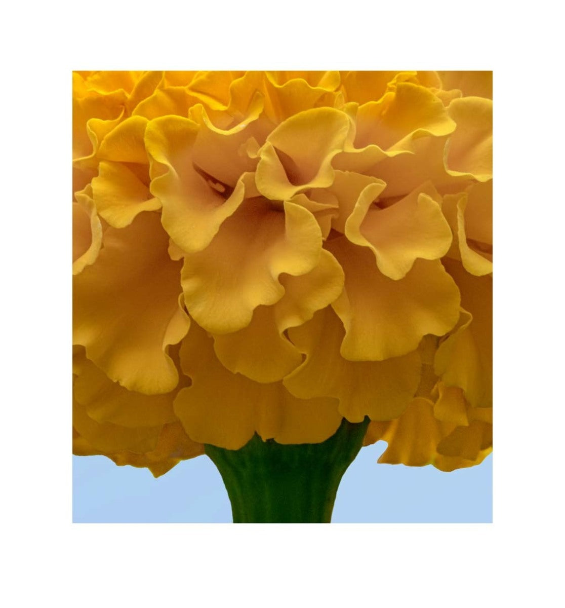 Marigold 1/3