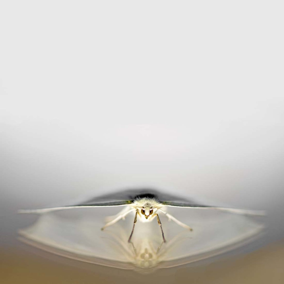 Mehraban Mehrabani (the Butterfly) 1/3
