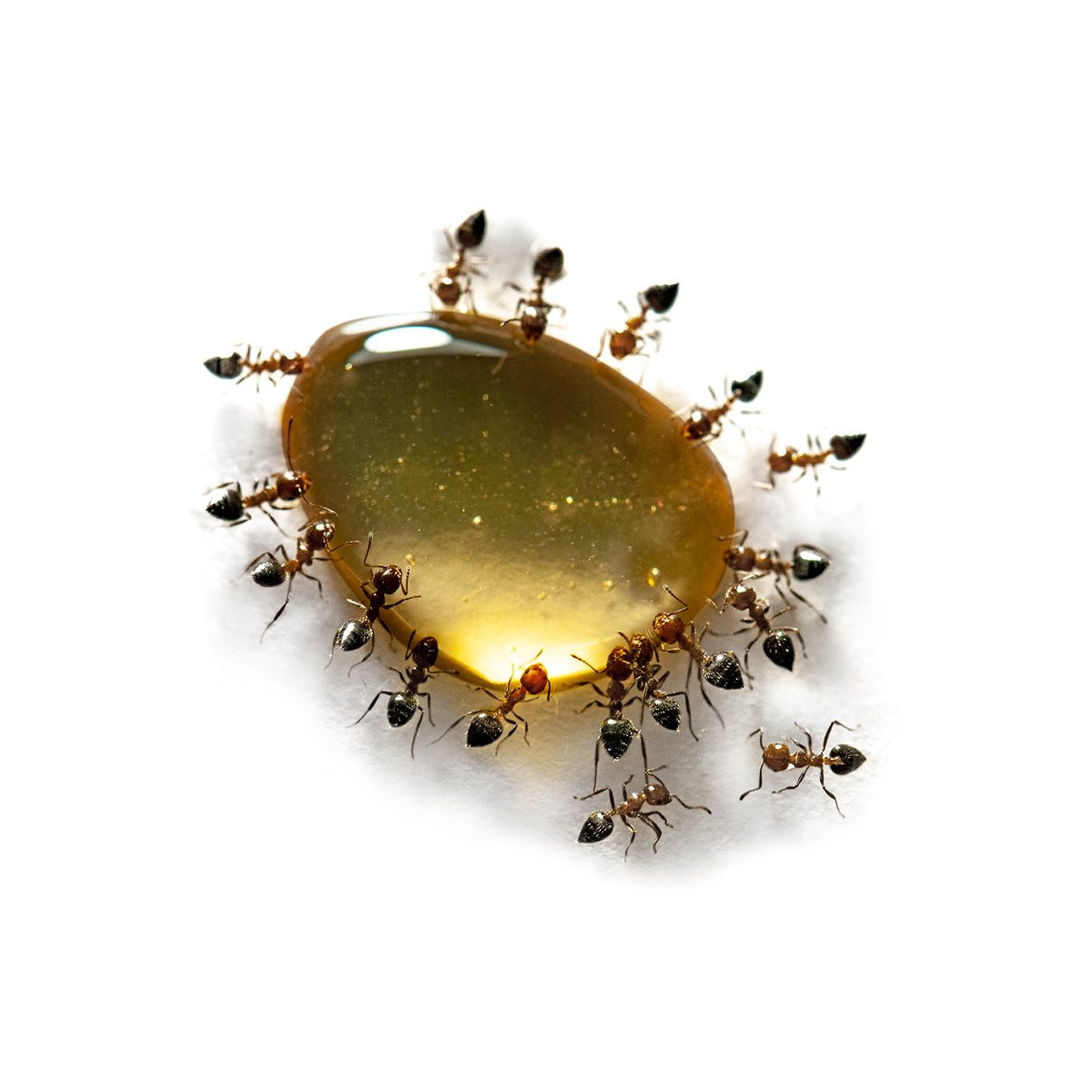 ANTS #10