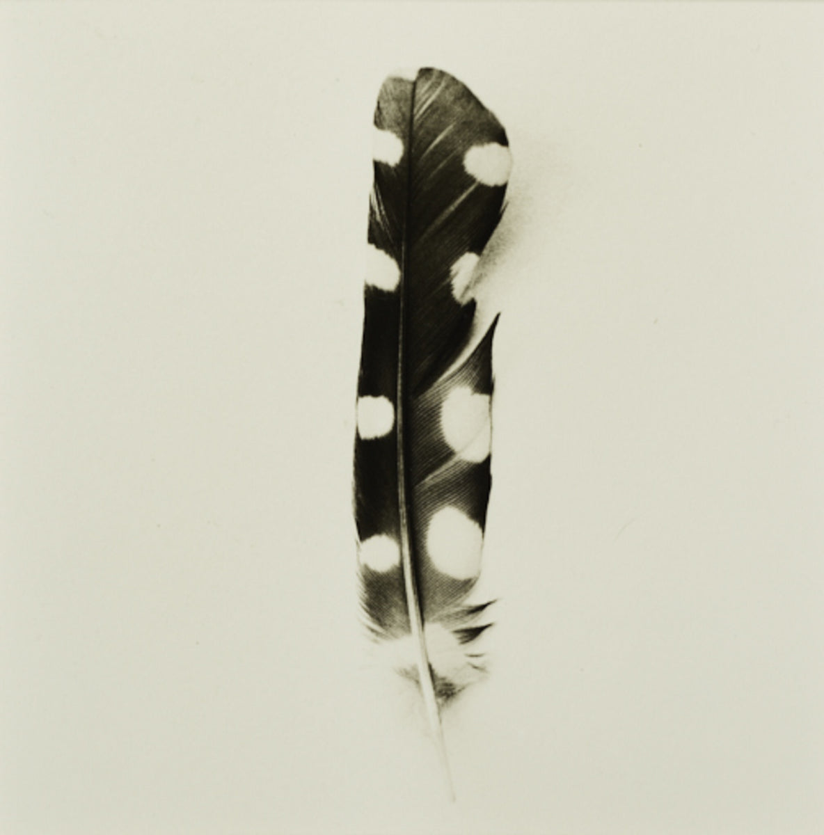 Downy woodpecker - Scattered Series