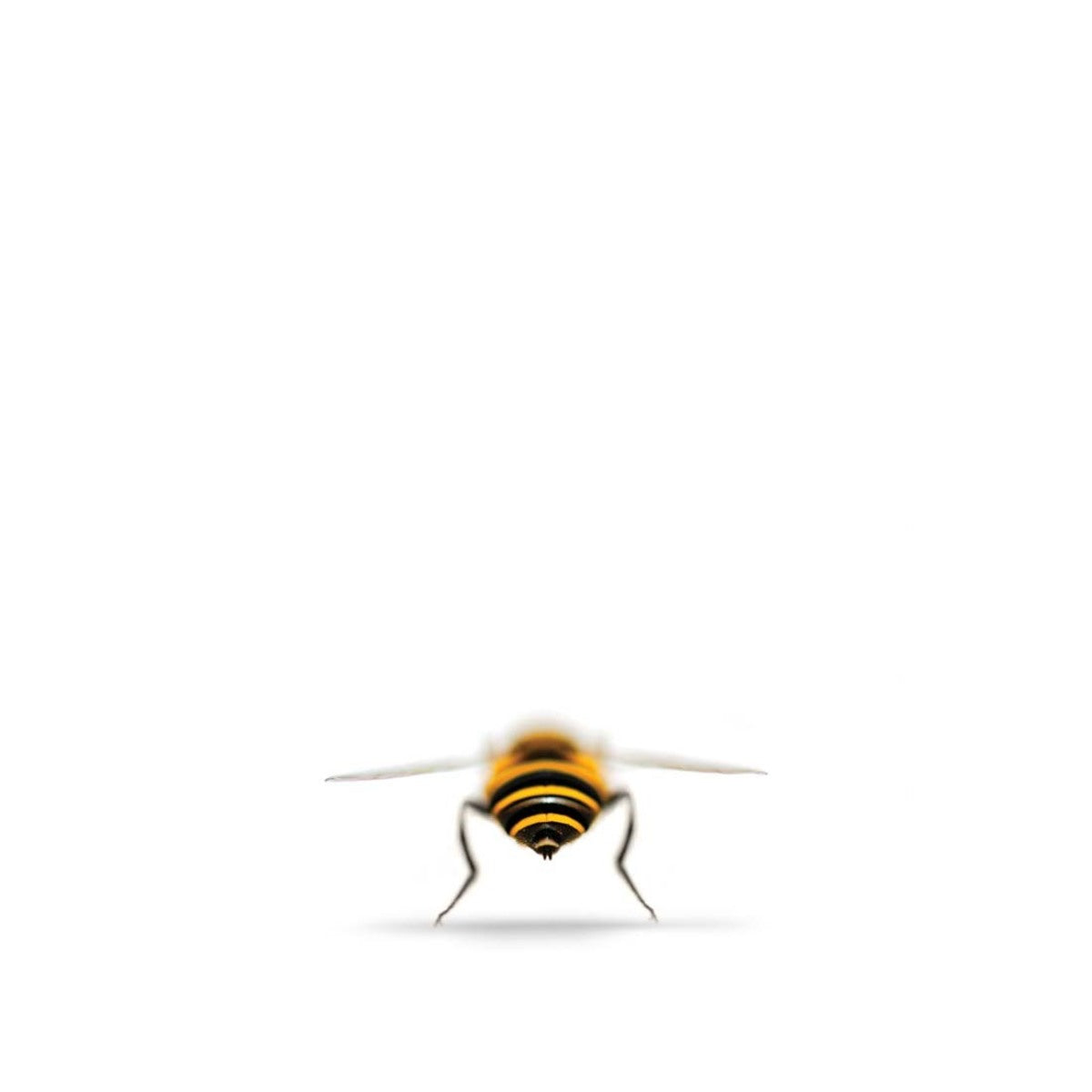 Baby Bee 1/3
