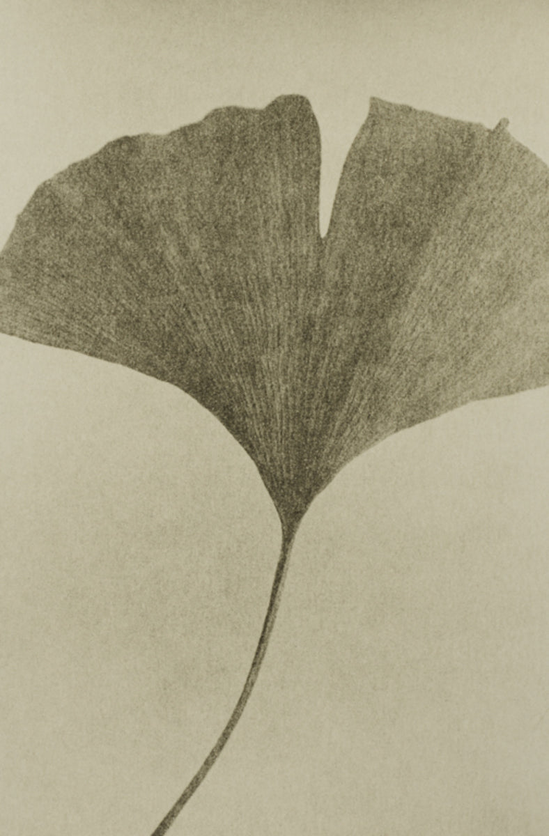 Gingko - Scattered Series