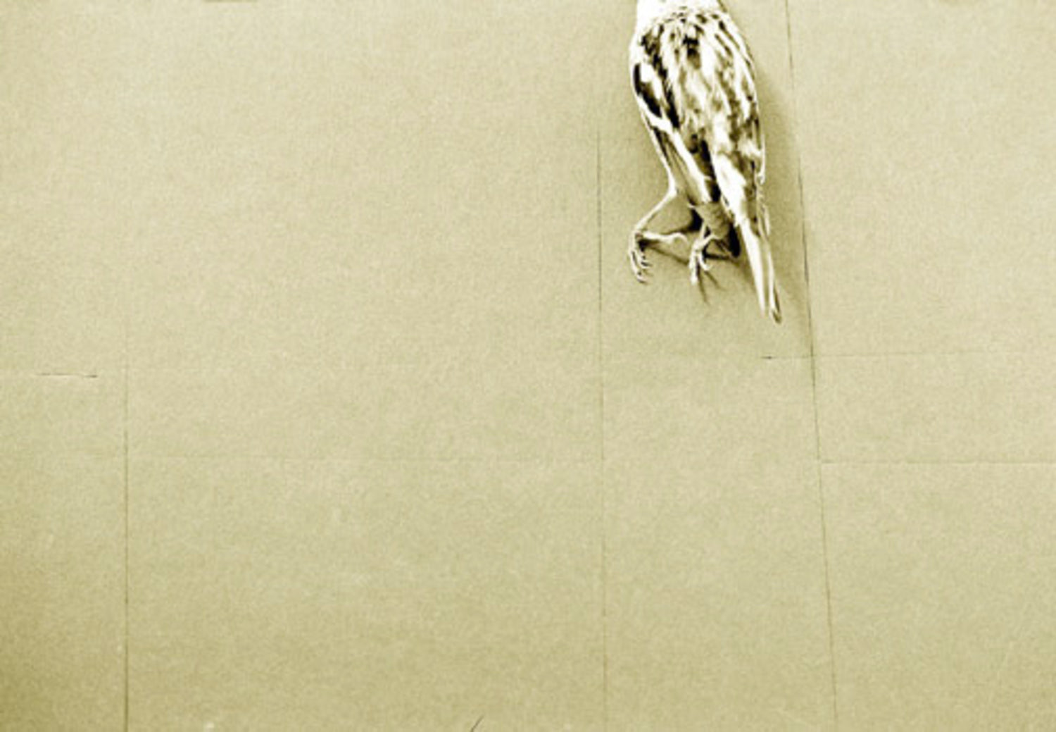Black and White Bird - Scattered Series
