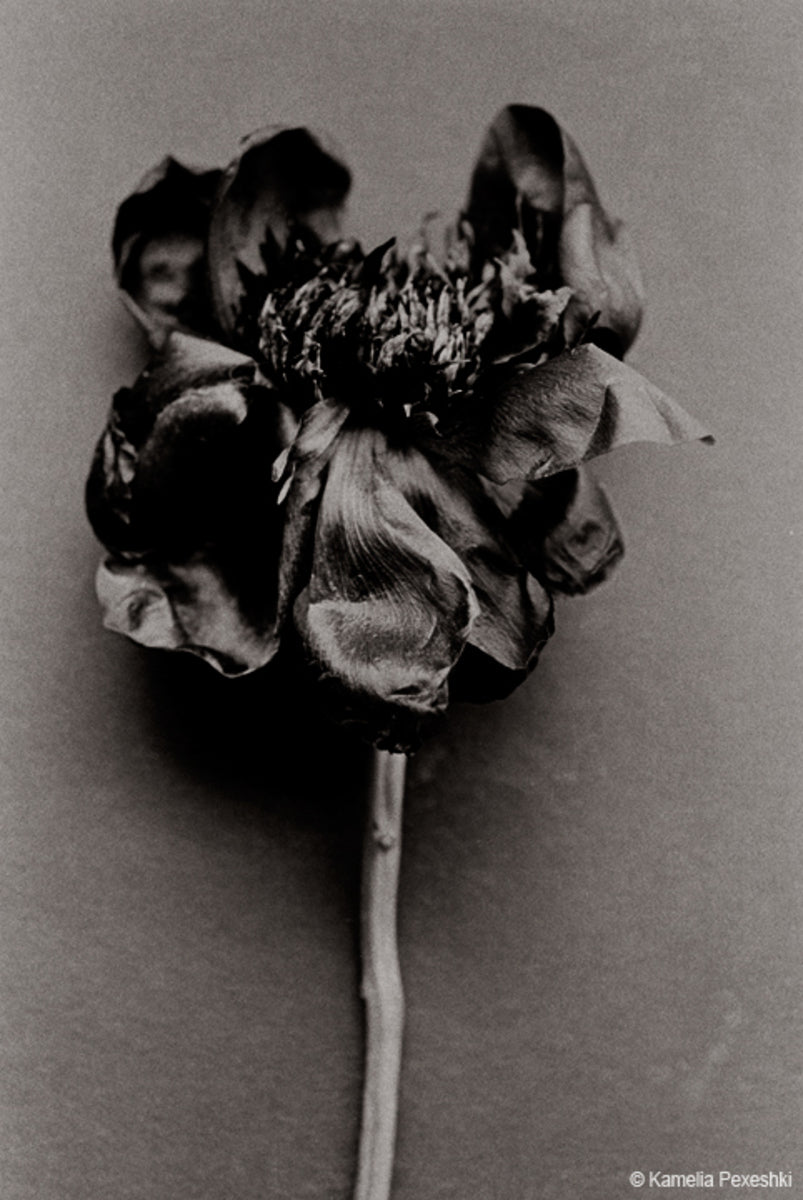 Untitled Flower 1/5