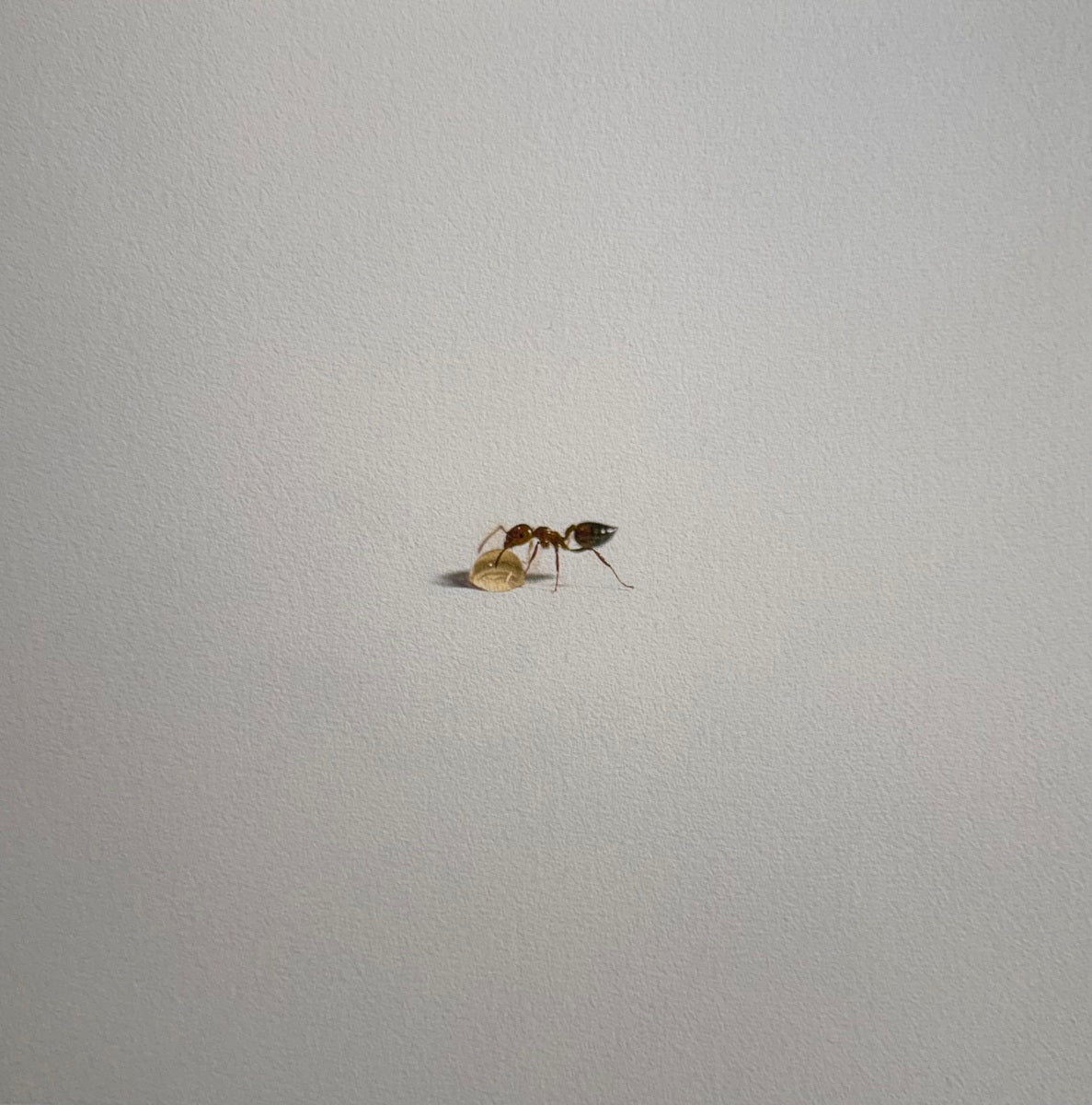 ANT #12 1/7