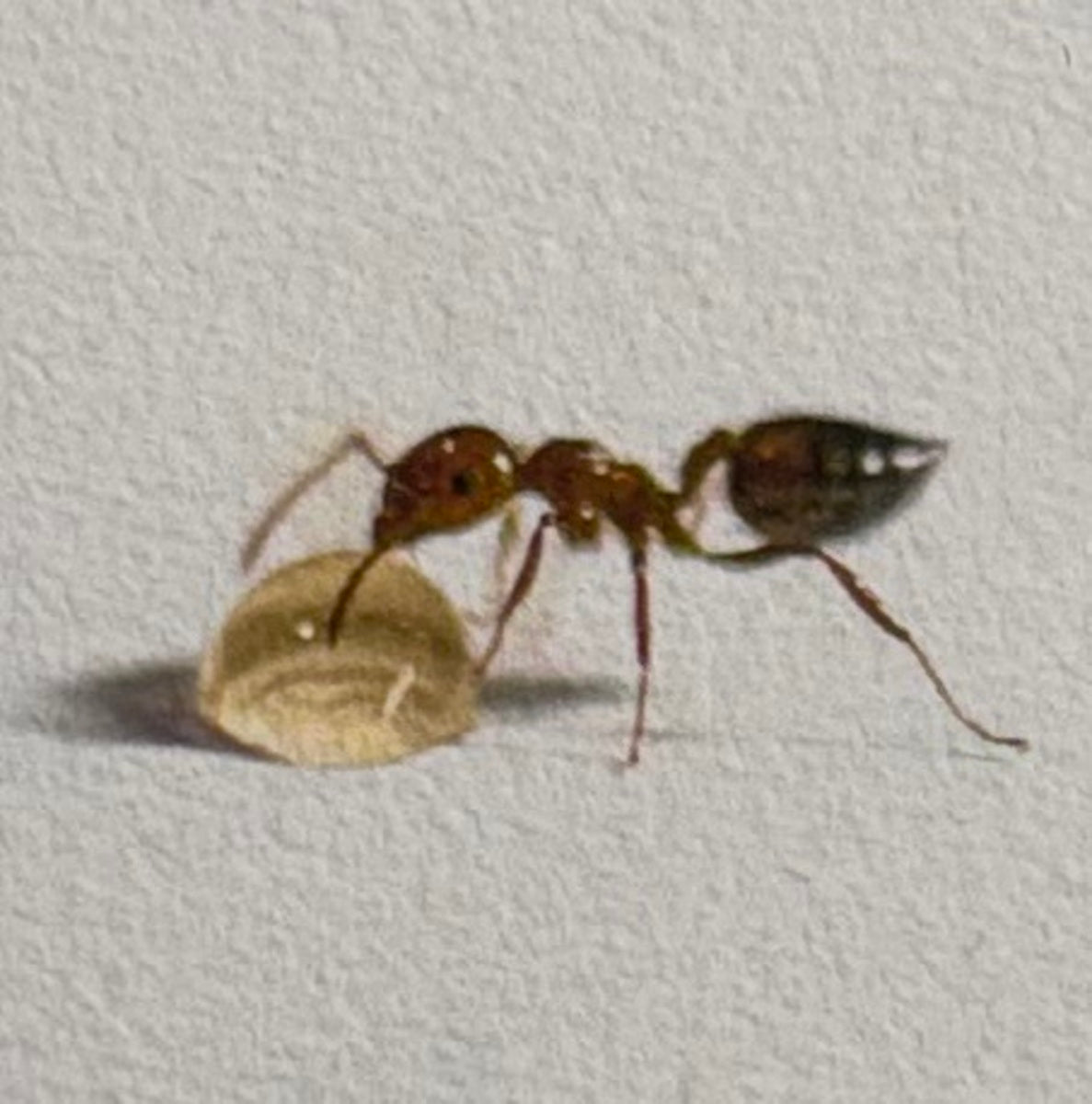 ANT #12 1/7