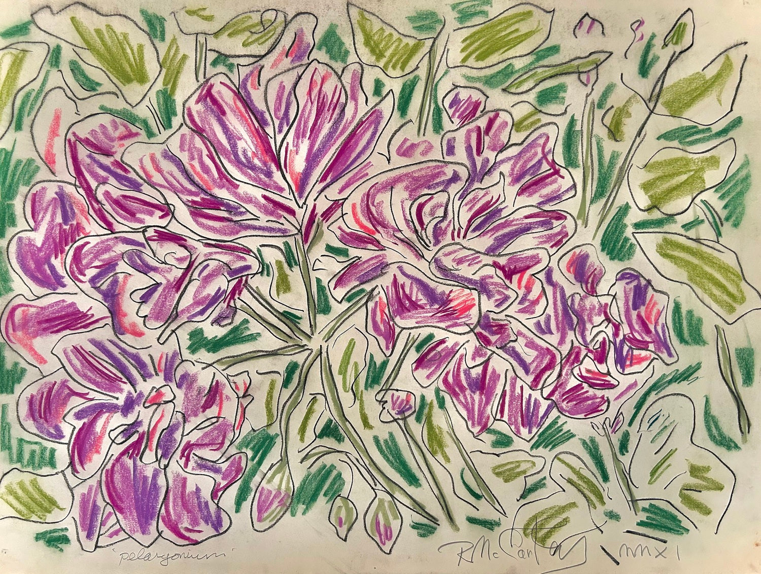 Pelargonium