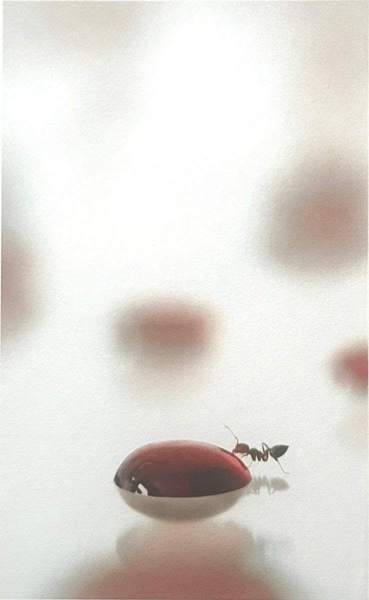 ANTS 2/7