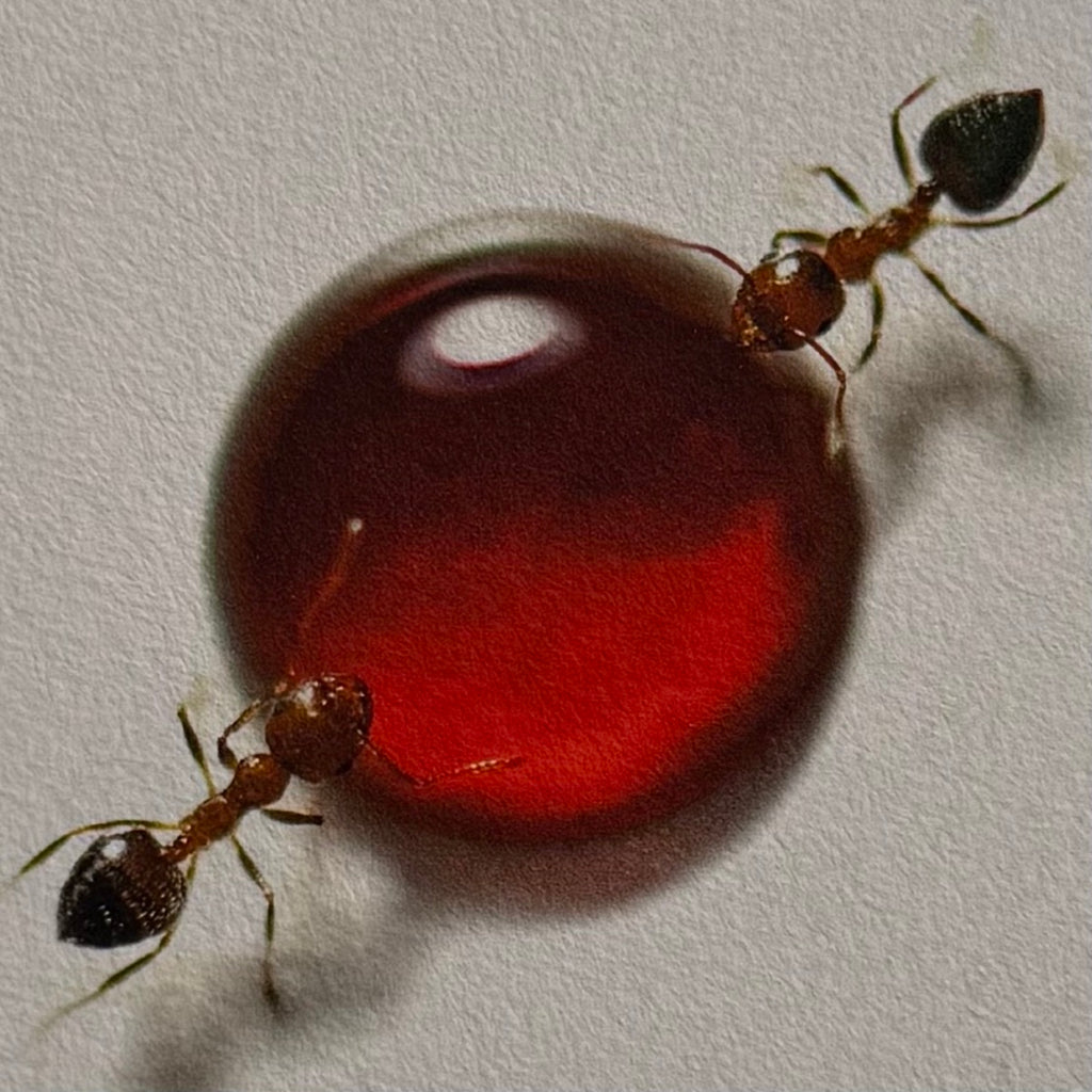 ANT #13 1/7