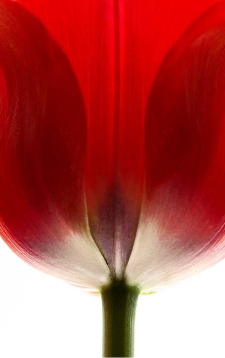 Mehraban Mehrabani (Red Tulip) 1/3