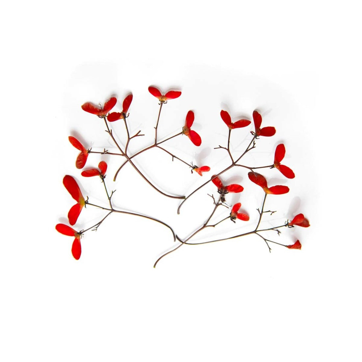 Flying Seeds 2 1/3